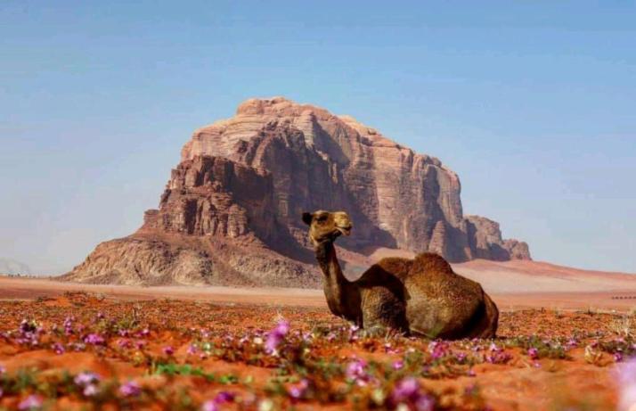 Wadi Rum Bedouin Time Bagian luar foto